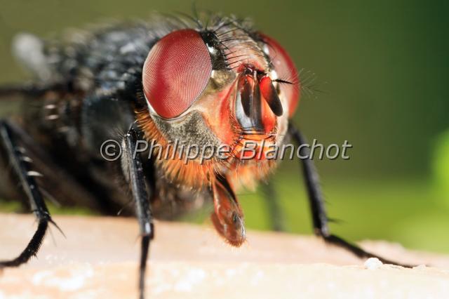 calliphora vomitoria.JPG - Calliphora vomitoria (portrait)Mouche bleue ou mouche de la viandeBlue Bottle FlyDiptera, CalliphoridaeFrance